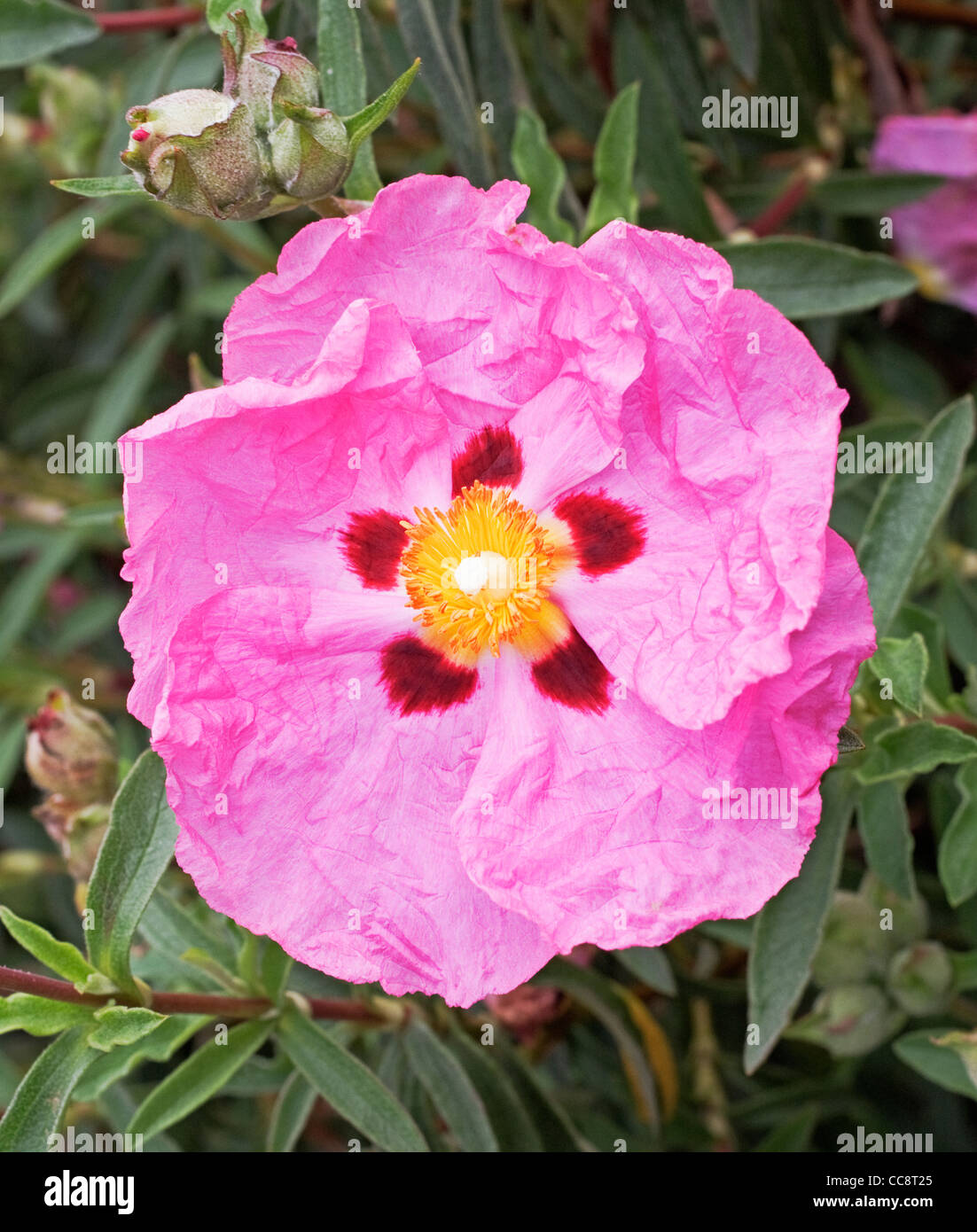 Pink Rock Rose Stock Photo Alamy