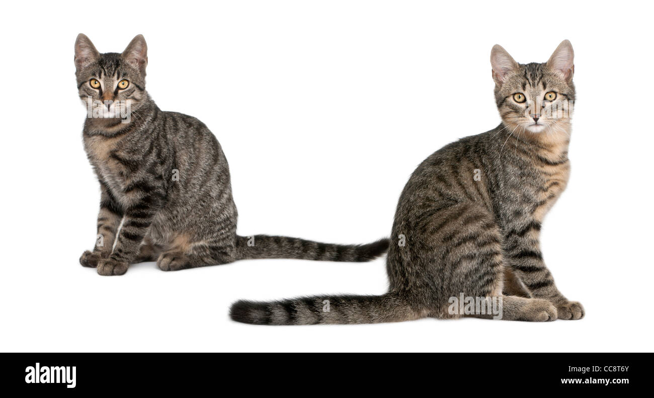 Mixed-breed cats, Felis catus, 6 months old, sitting in front of white background Stock Photo