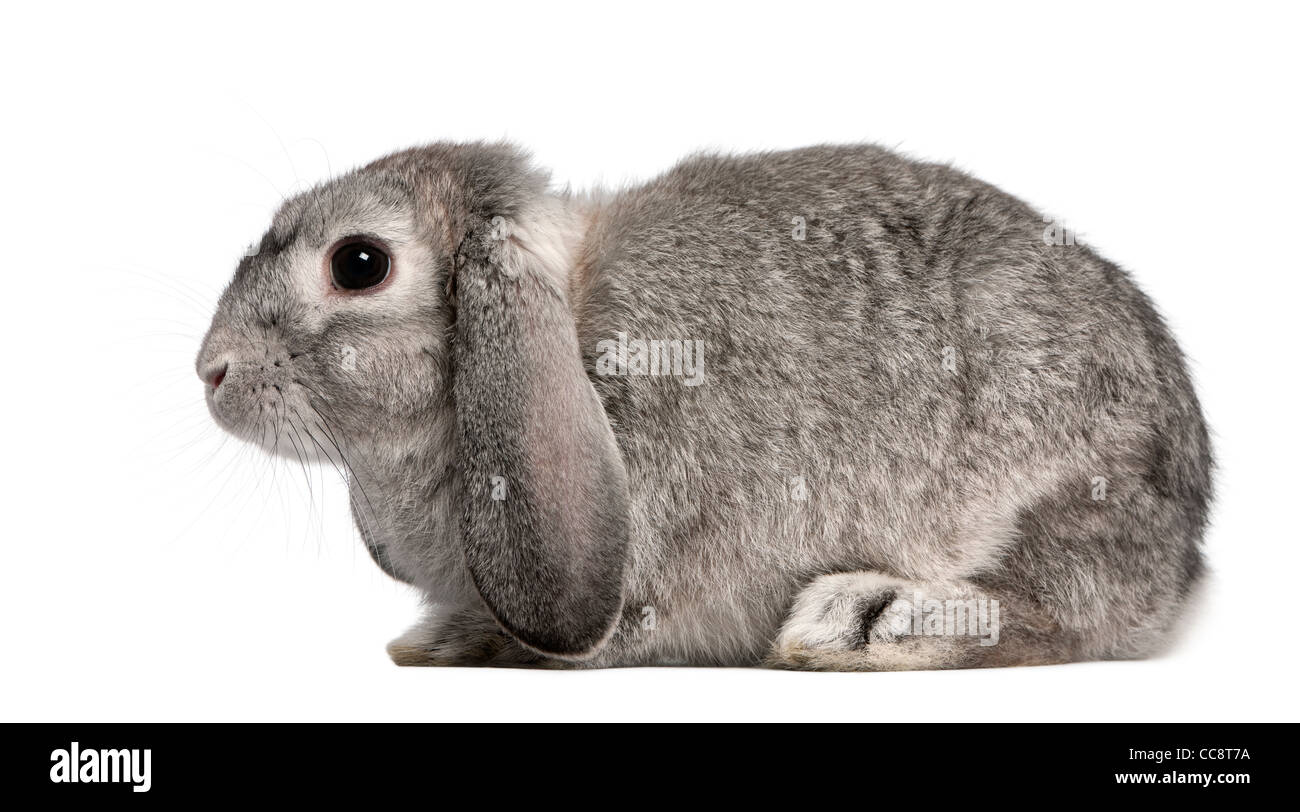 French Lop rabbit, 2 months old, Oryctolagus cuniculus, sitting in front of white background Stock Photo