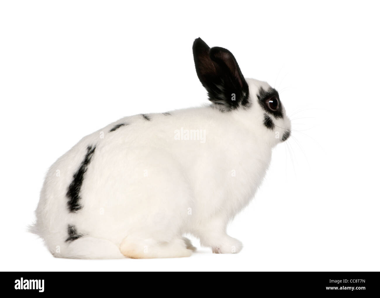 Dalmatian rabbit, 2 months old, Oryctolagus cuniculus, in front of white background Stock Photo