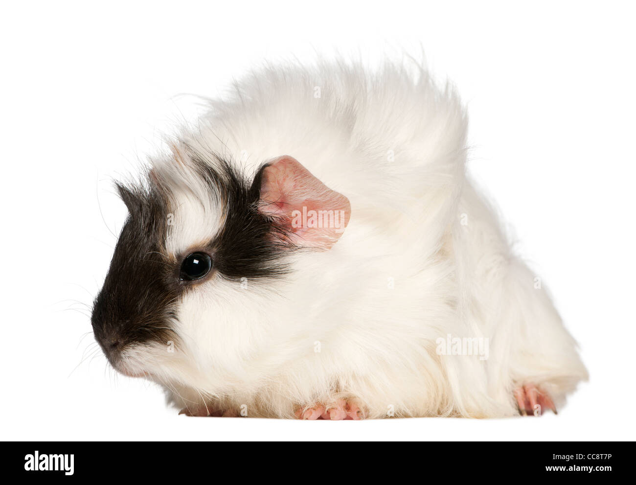 Abyssinian Guinea pig, Cavia porcellus, sitting in front of white background Stock Photo