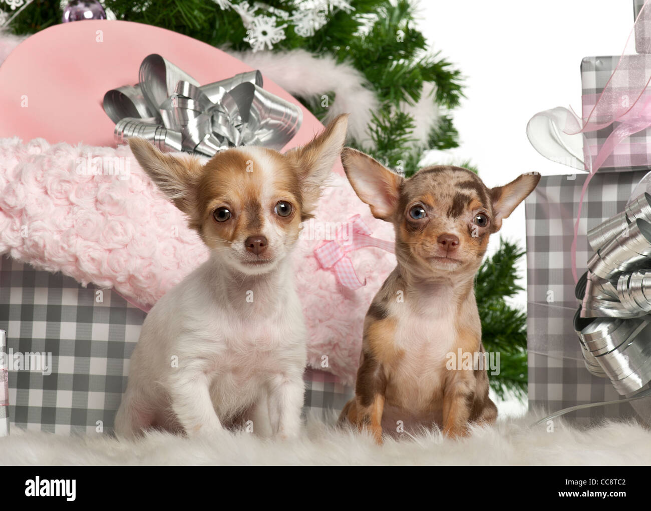 Chihuahua puppies, 4 months old, sitting with Christmas tree and gifts in front of white background Stock Photo