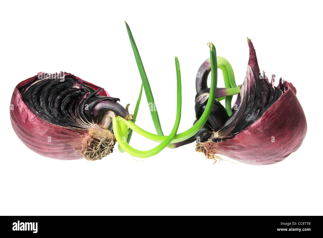 Onion bulb cross section hi-res stock photography and images - Alamy