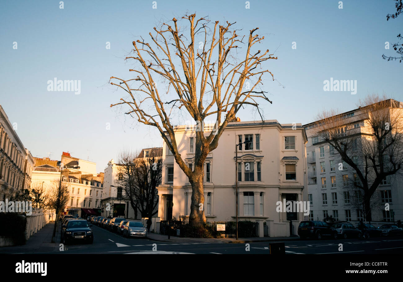 Huge plane tree - London plane tree without leaves in Warwick Avenue London Stock Photo