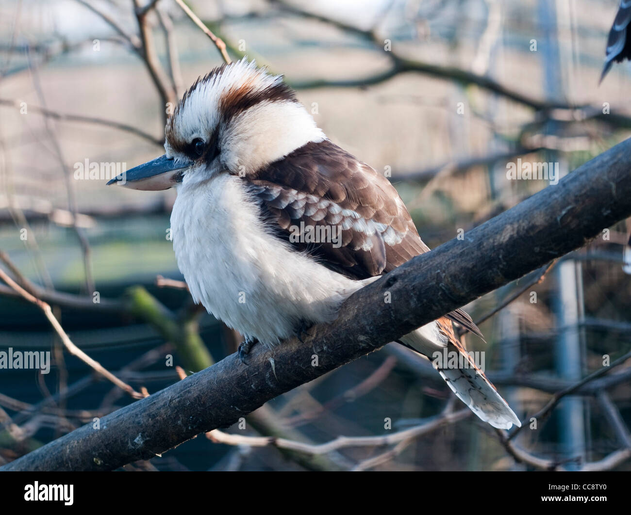 Golders hill park zoo hires stock photography and images Alamy