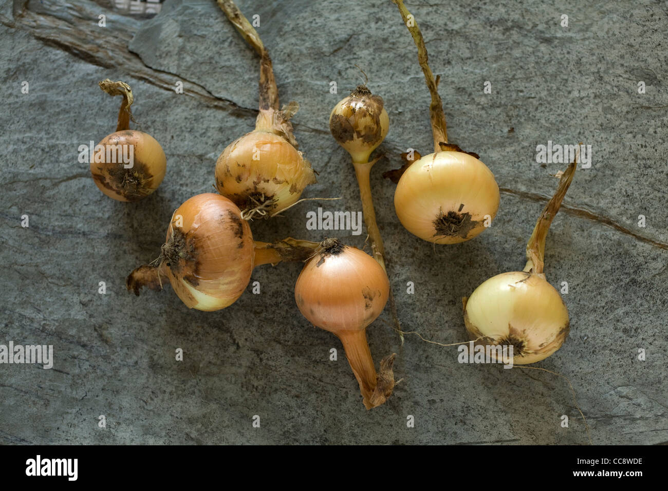Farmers harvesting onion hi-res stock photography and images - Alamy