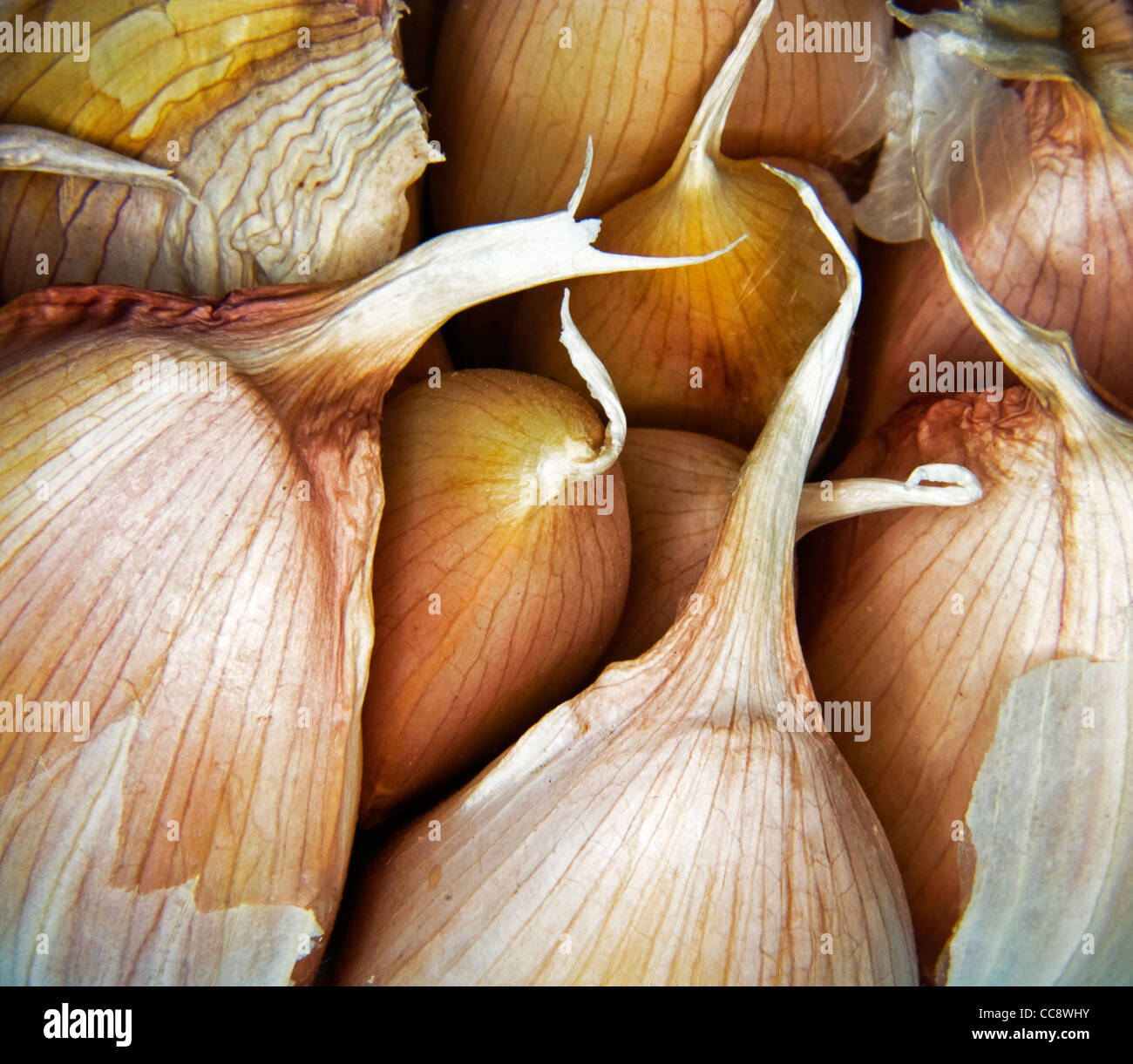 cloves of garlic Stock Photo Alamy