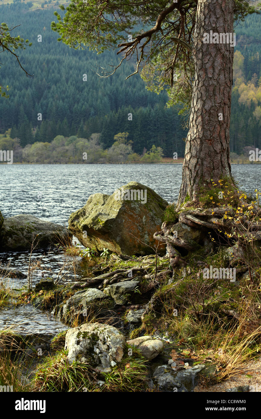 Tree root Scots Pine trunk by Loch Eck, Argyll, Scotland Stock Photo ...