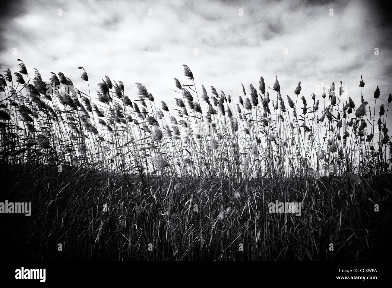 Landscape with reeds. Greece Stock Photo - Alamy
