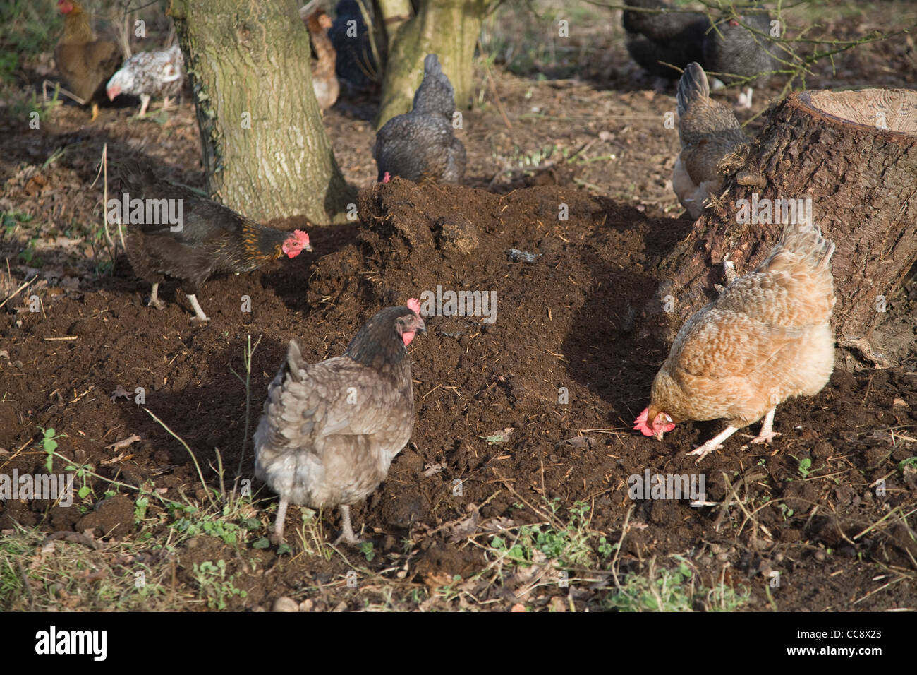 Free range hens peck soil Stock Photo