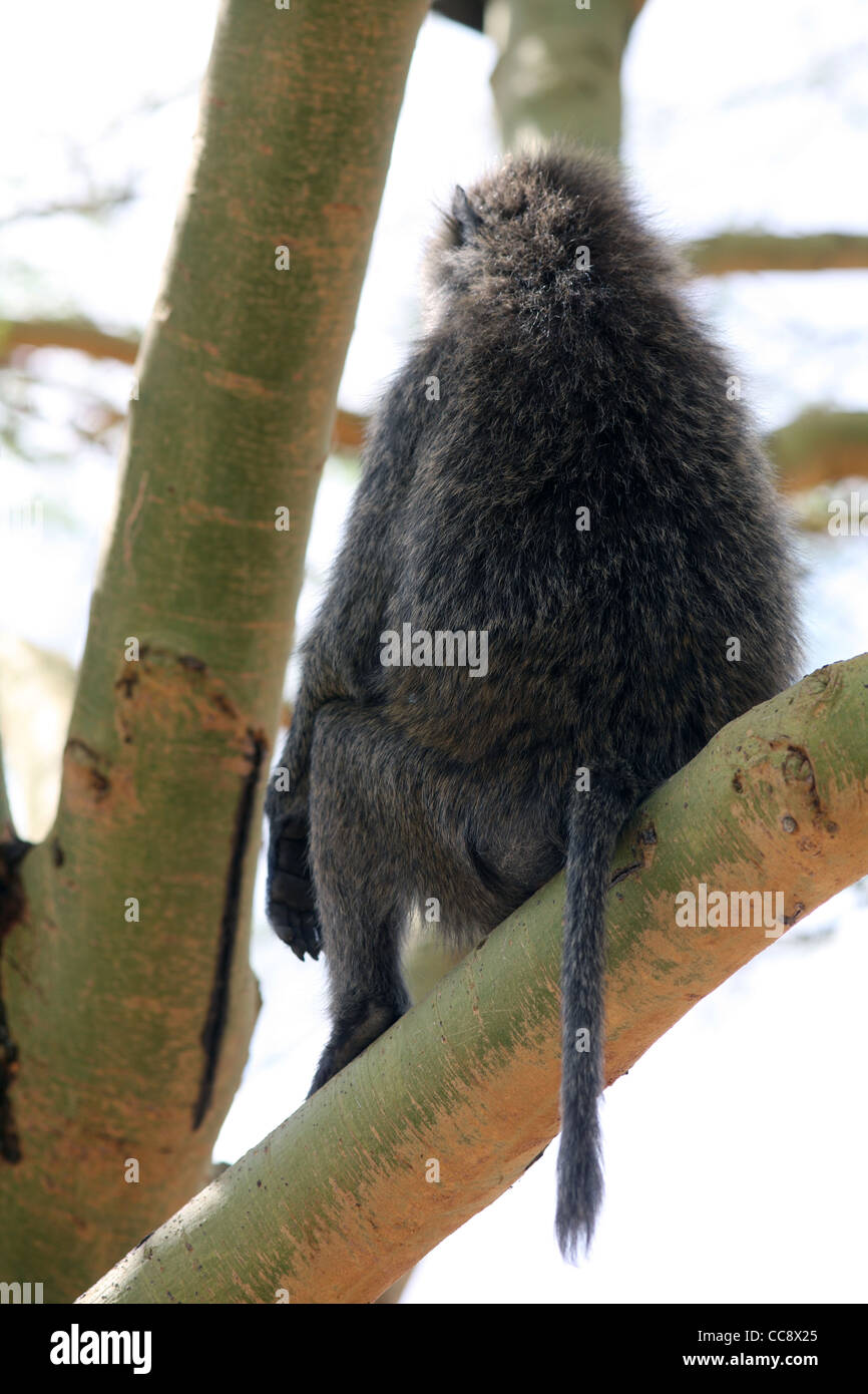 A baboon with it's back turned sat up a tree, Lake Nakuru National Park, Kenya, East Africa. 3/2/2009 Stock Photo
