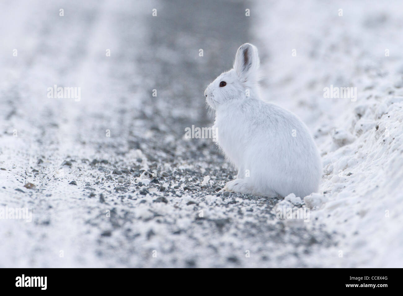 A Snowshoe Hare (Lepus americanus) in snow sitting alongside Dalton