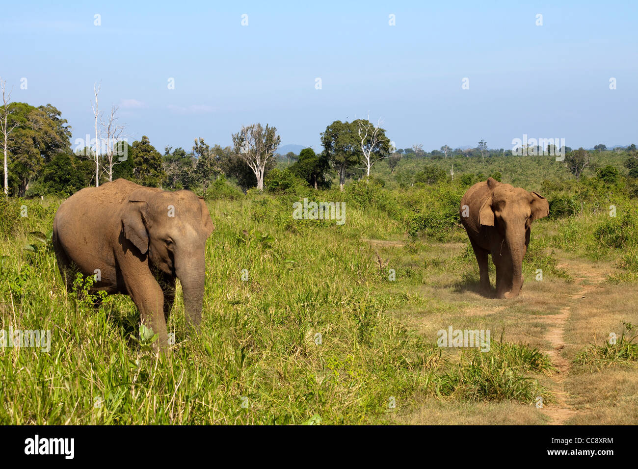 Elephants are seen in Uda Walawe National Park in Sri Lanka Stock Photo
