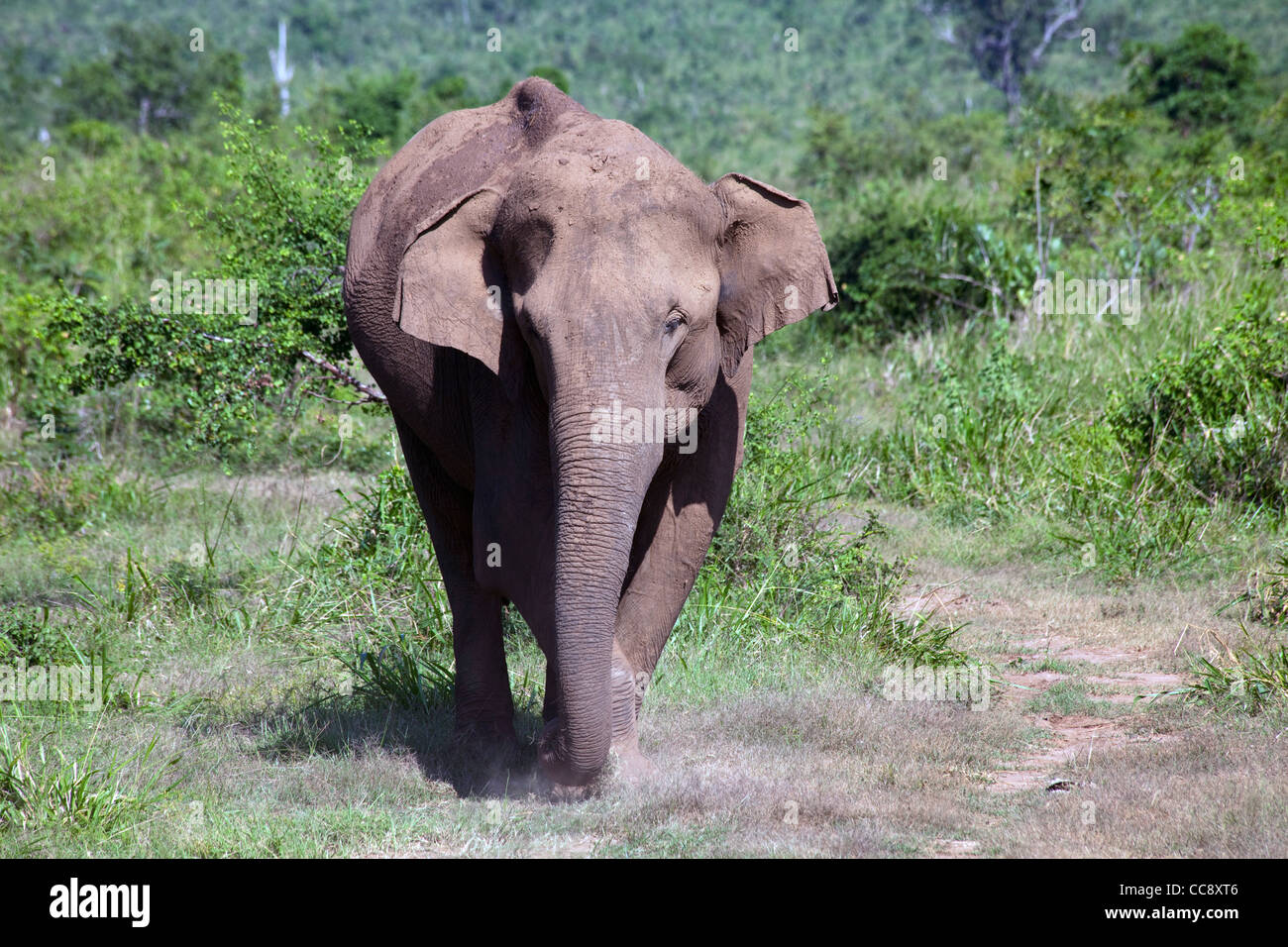 Elephants are seen in Uda Walawe National Park in Sri Lanka Stock Photo