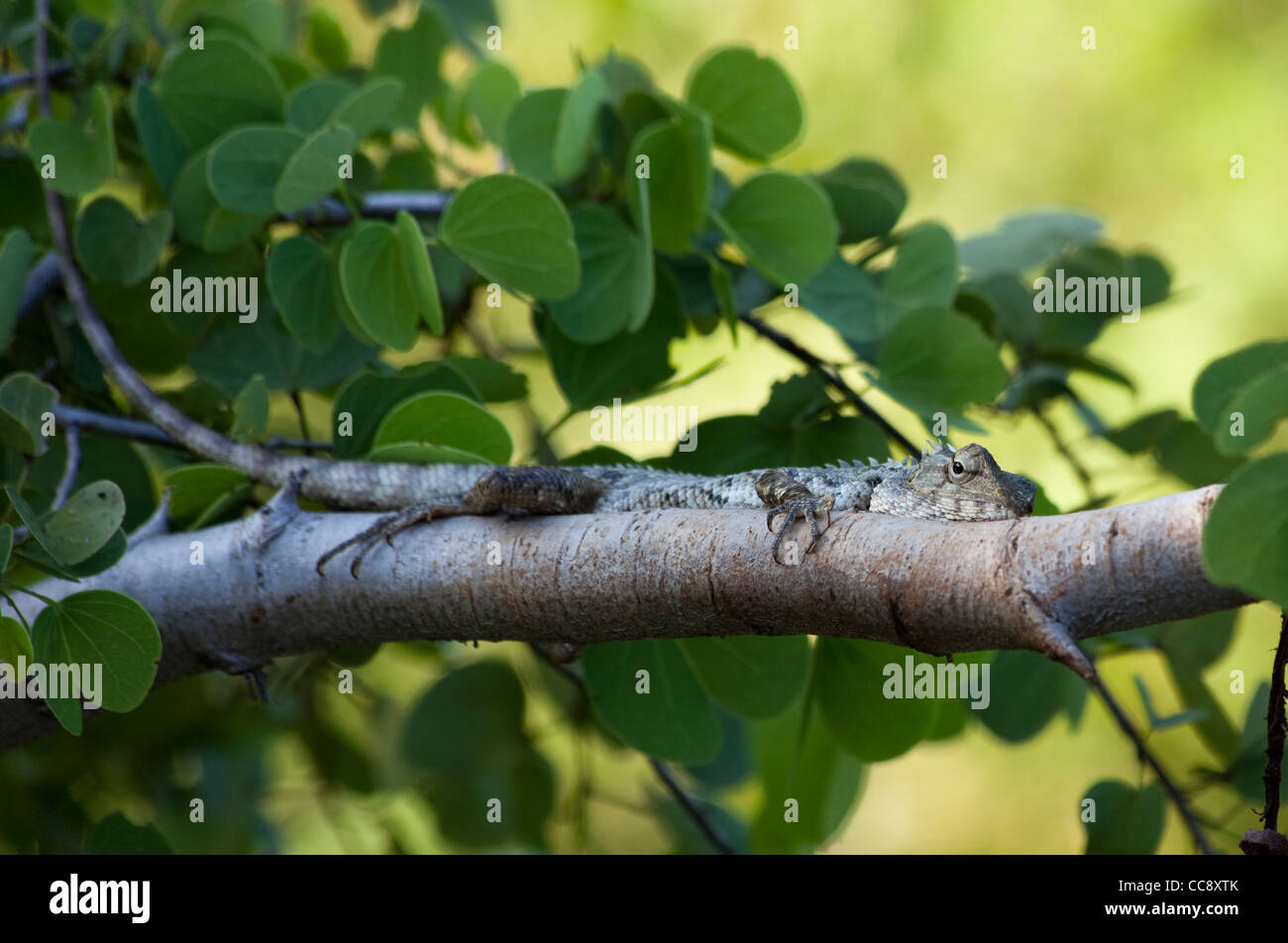 A garden lizard is seen in Uda Walawe National Park in Sri Lanka Stock Photo