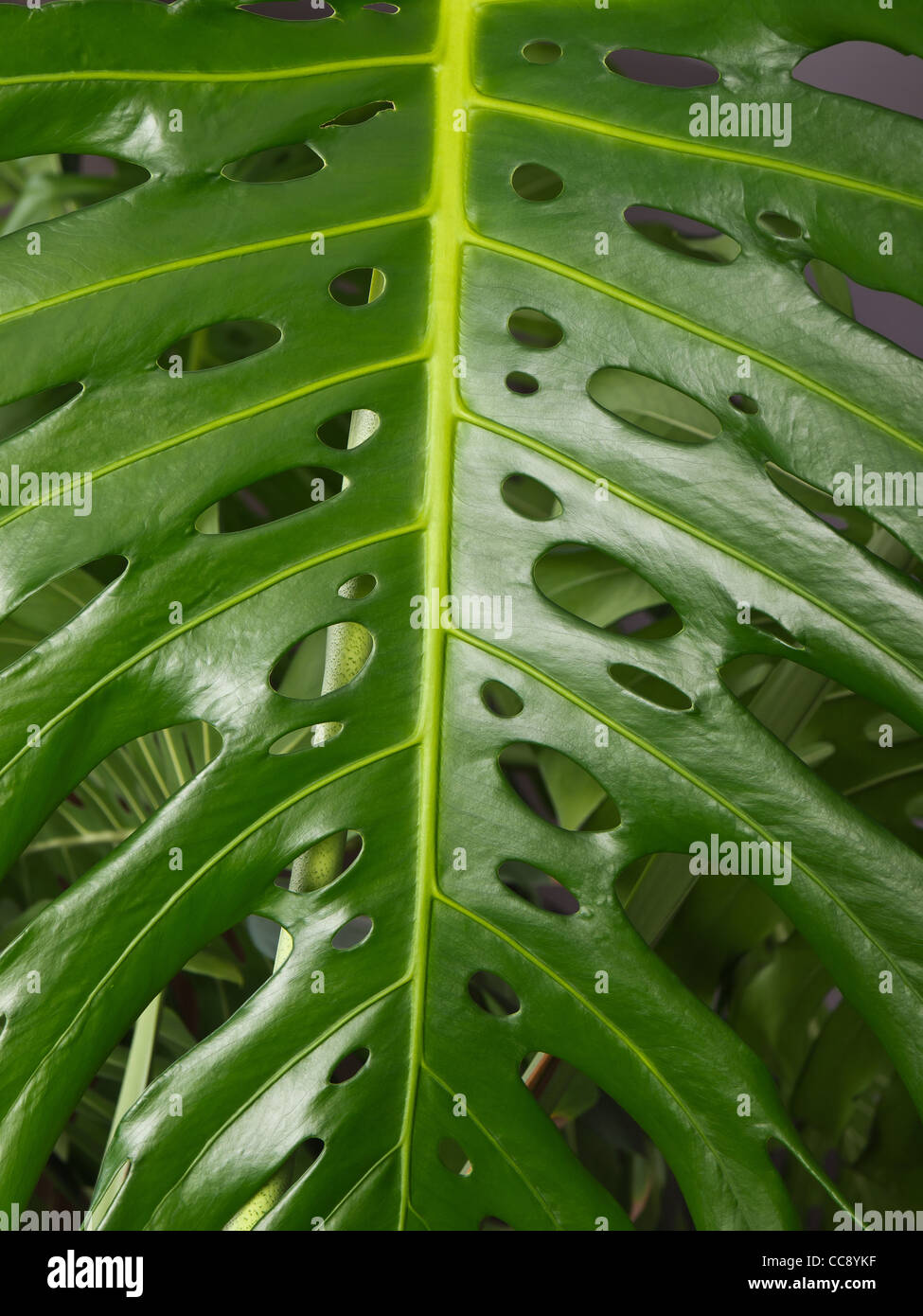leaf of the plant philodendron Stock Photo