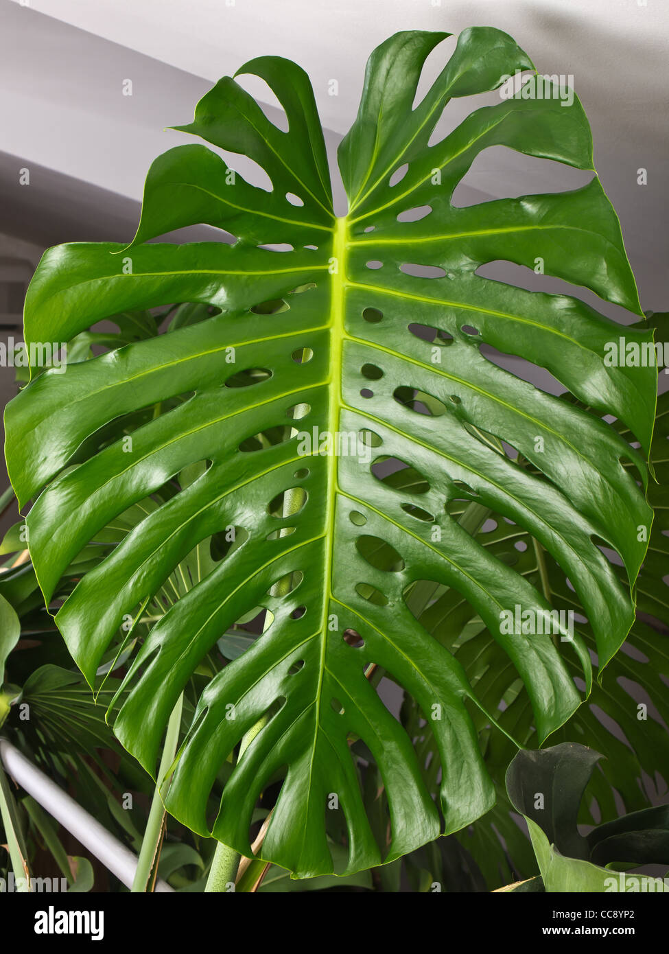 leaf of philodendron plant inside the room Stock Photo