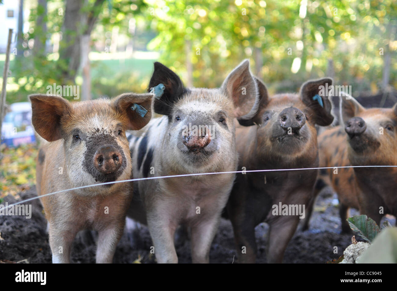 Happy outdoor piglets of the Swedish landrace  'Linderödssvin' with muddy snouts. Stock Photo