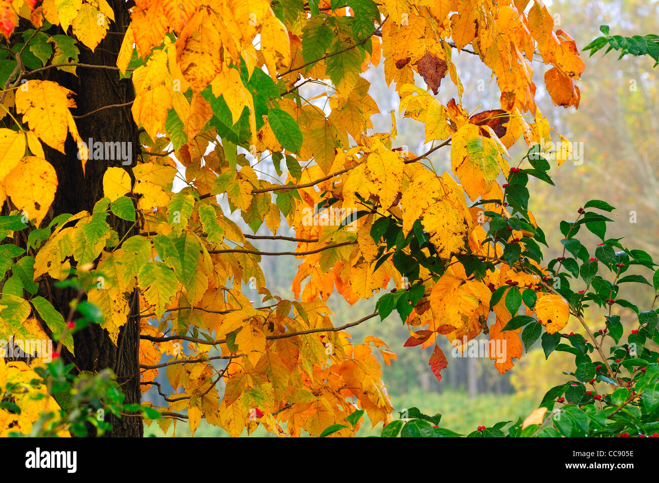 Golden leaves in autumn Stock Photo - Alamy
