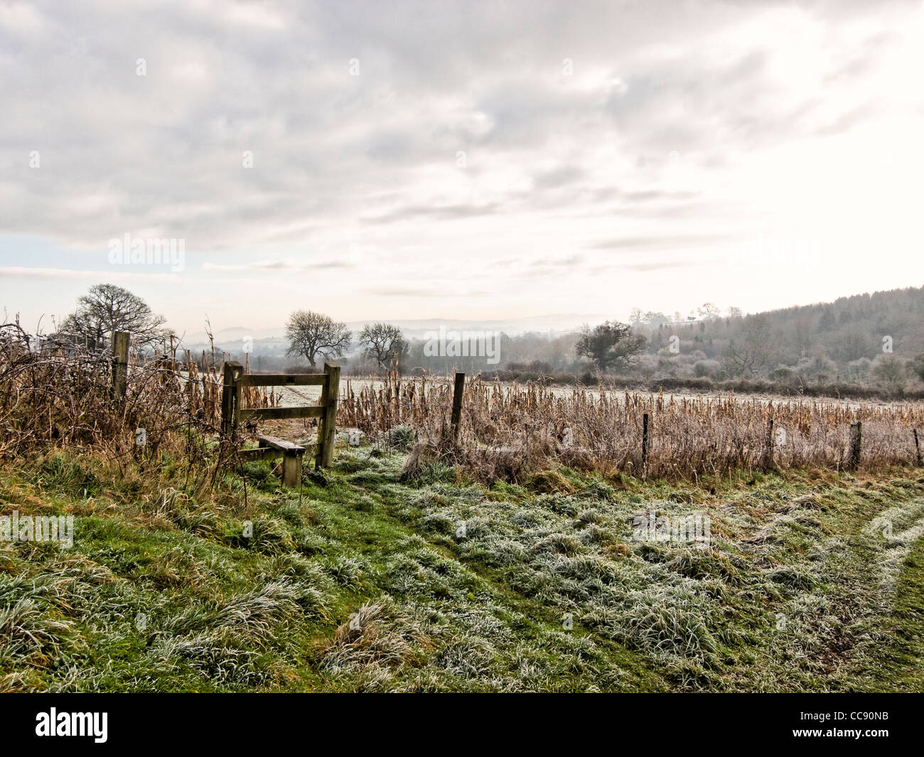 Frosty footpath Stock Photo