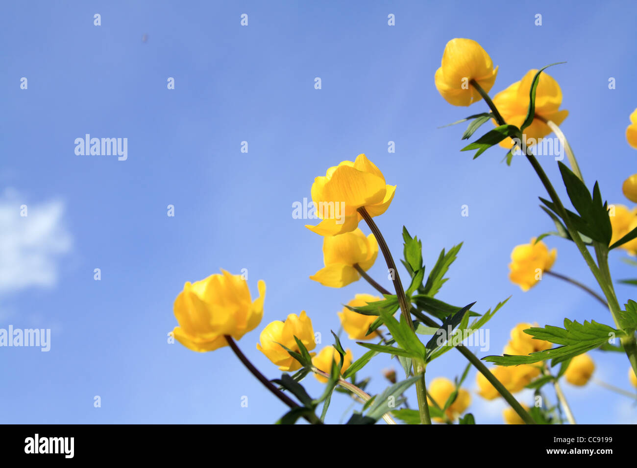 globe-flower on celestial background Stock Photo