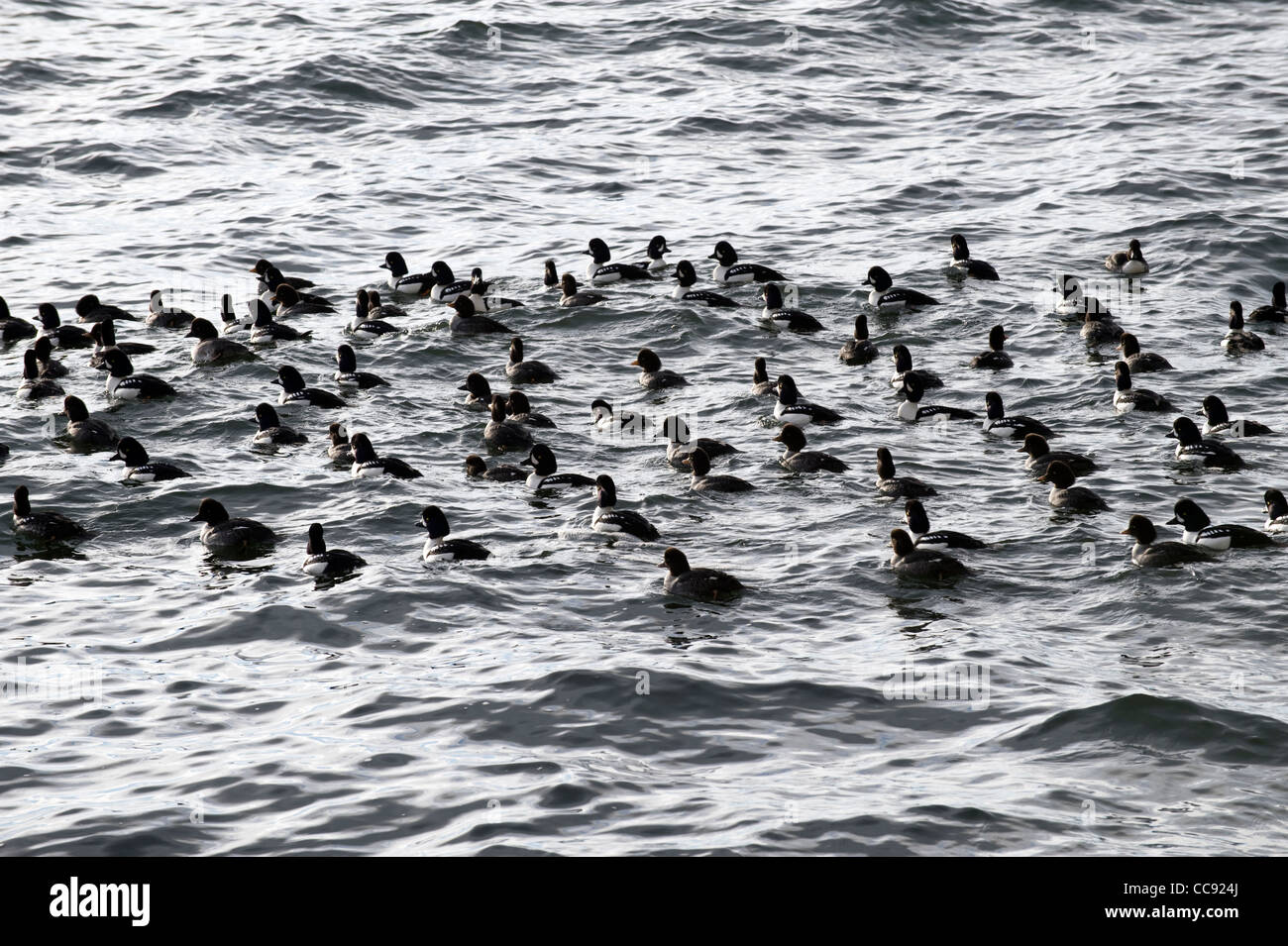 Golden-eye Ducks in the sea Stock Photo