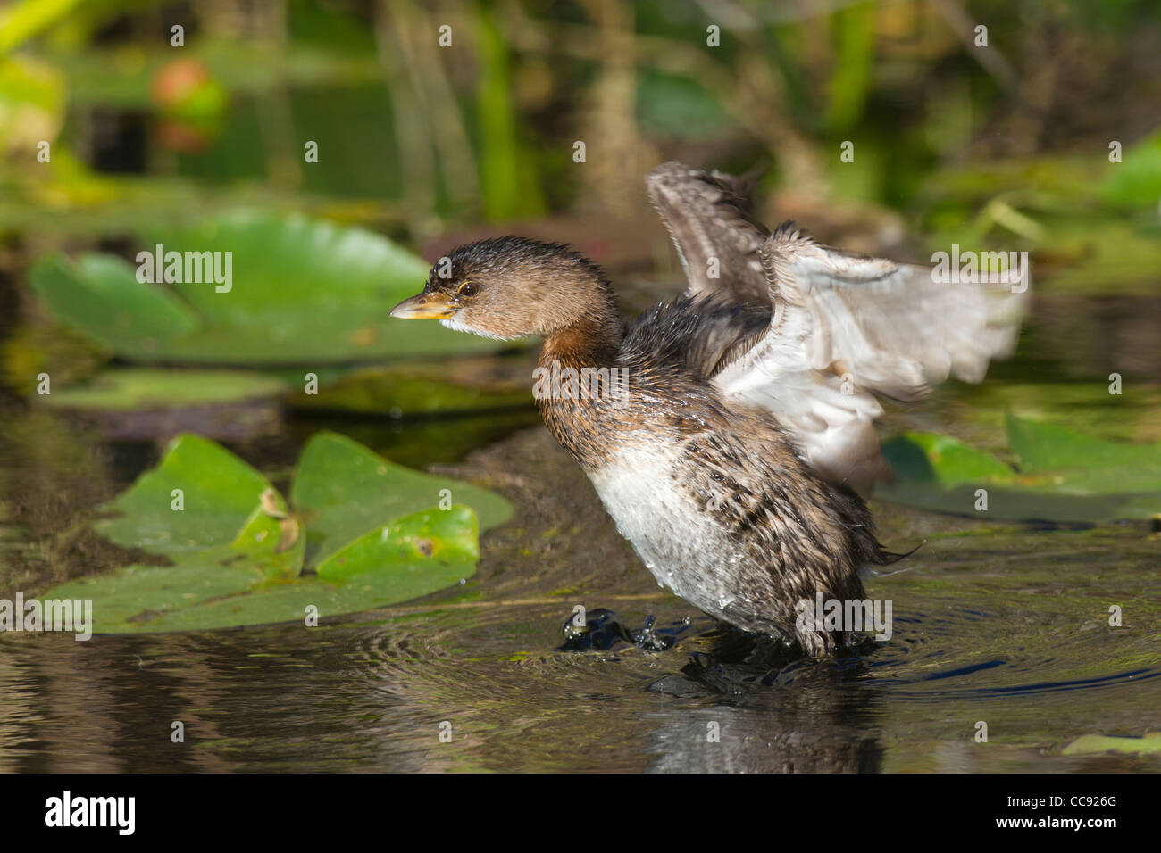 adult winter Pied-billed Grebe (Podilymbus podiceps) with its wings raised Stock Photo