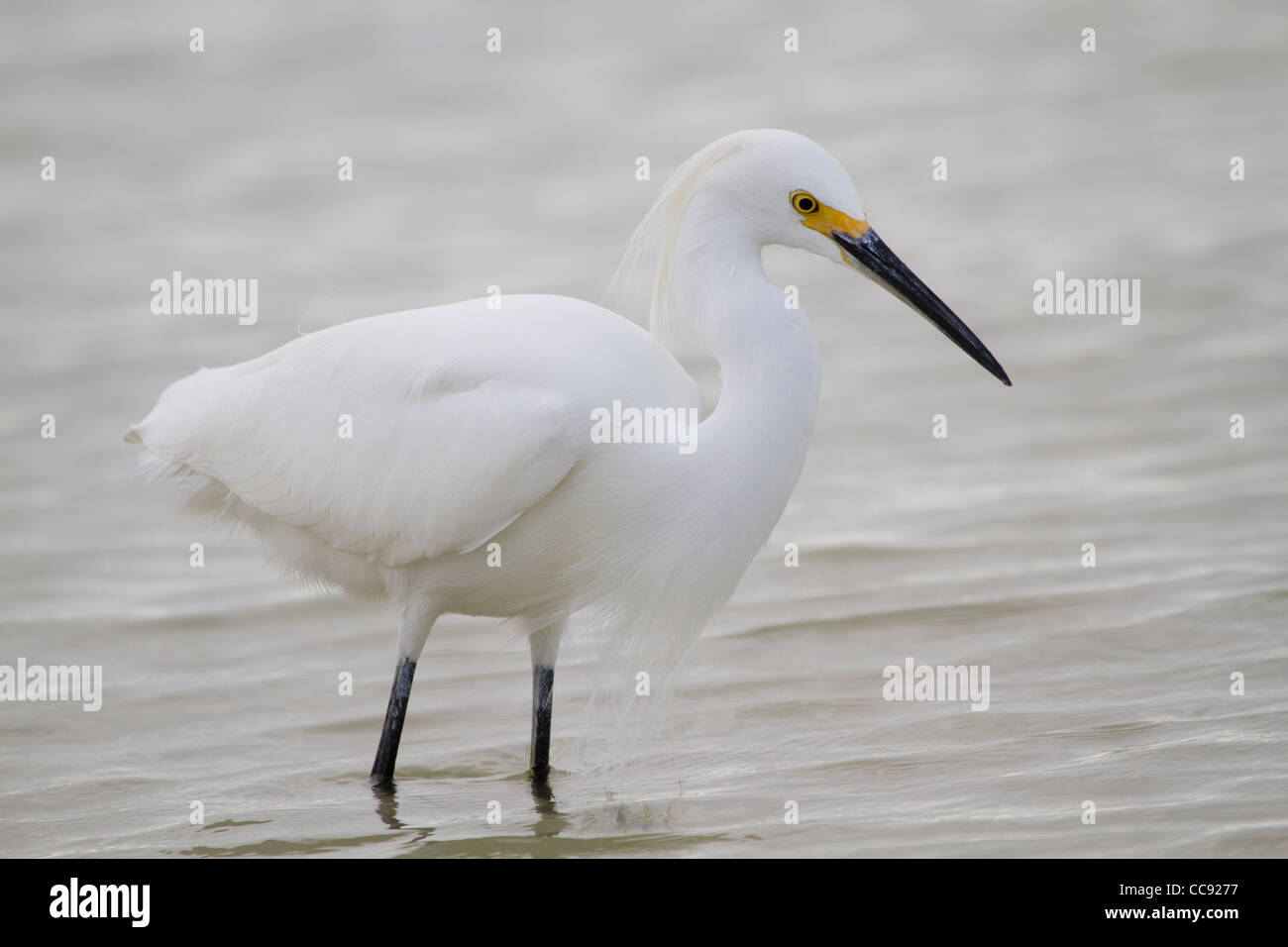 Snowy Egret (Egretta thula) Stock Photo