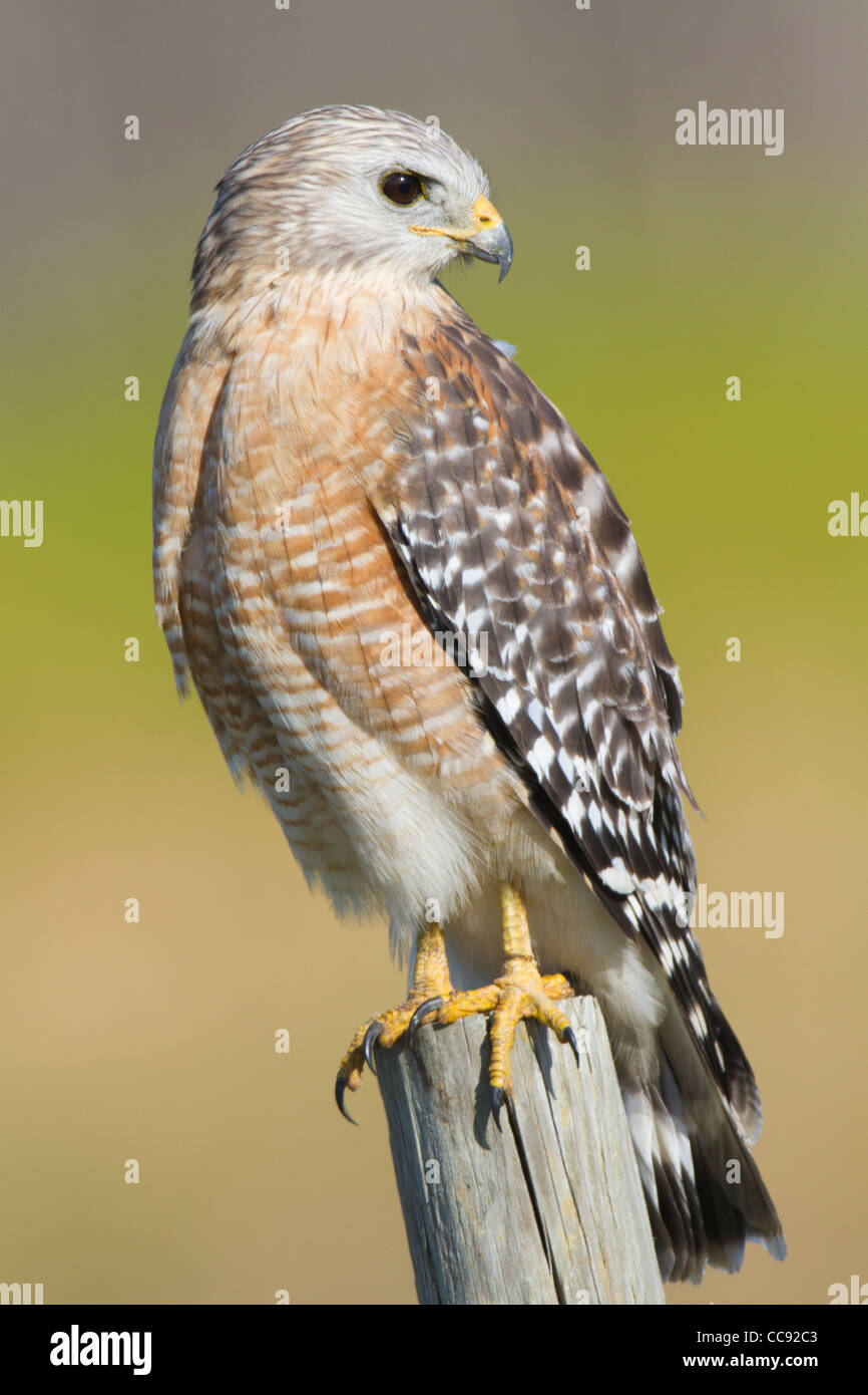 Florida Red-shouldered Hawk (Buteo lineatus floridanus) perched on a fencepost Stock Photo