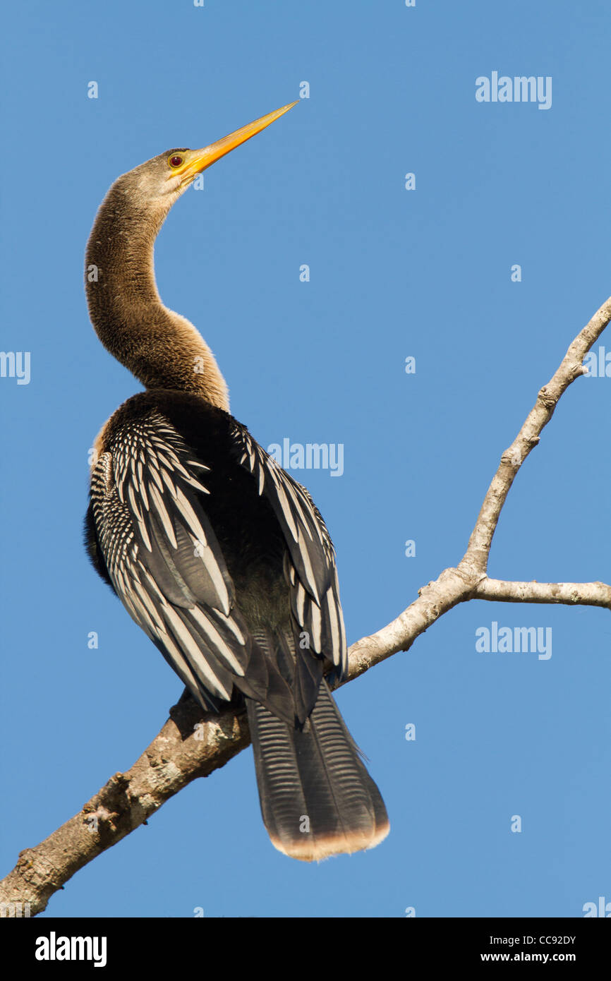 Anhinga (Anhinga anhinga) perched on a dead branch against a blue sky background Stock Photo