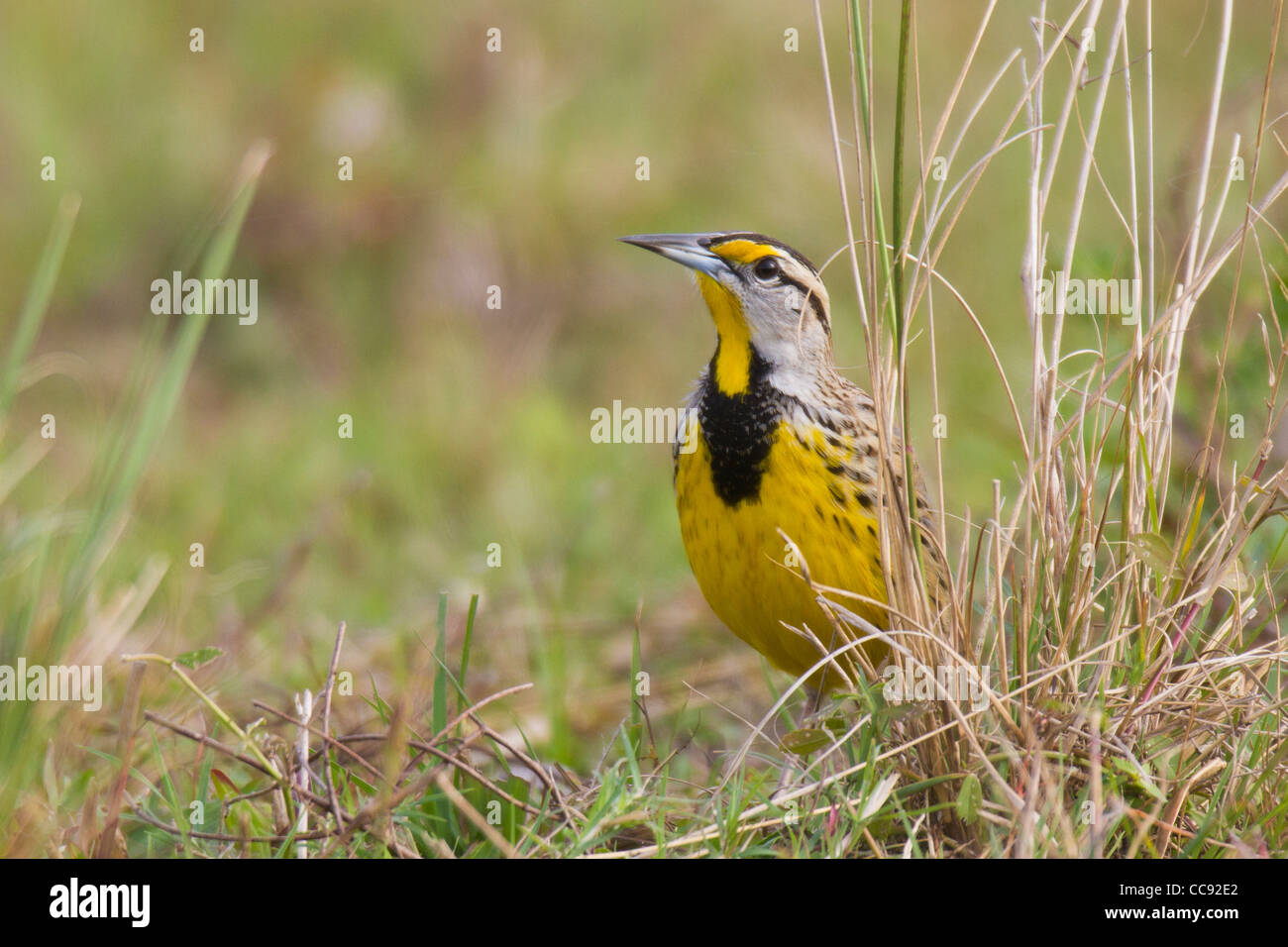 Eastern Meadowlark (Sturnella magna) Stock Photo