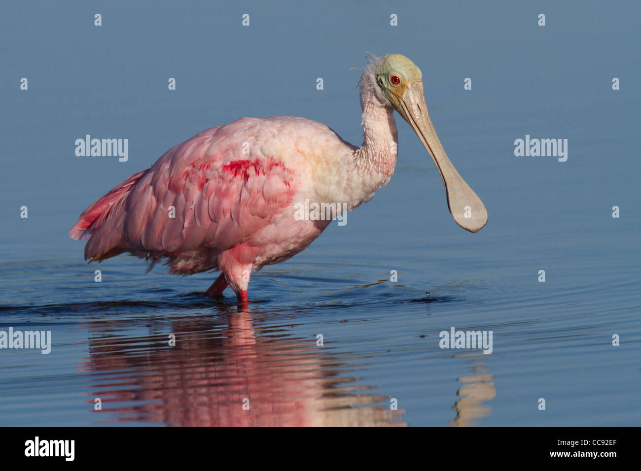 Roseate Spoonbill (Ajaia ajaja) wading in a lagoon Stock Photo