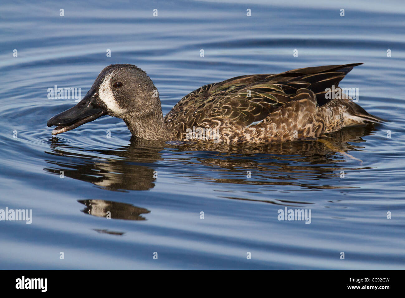 male Bluewinged Teal (Anas discors Stock Photo Alamy