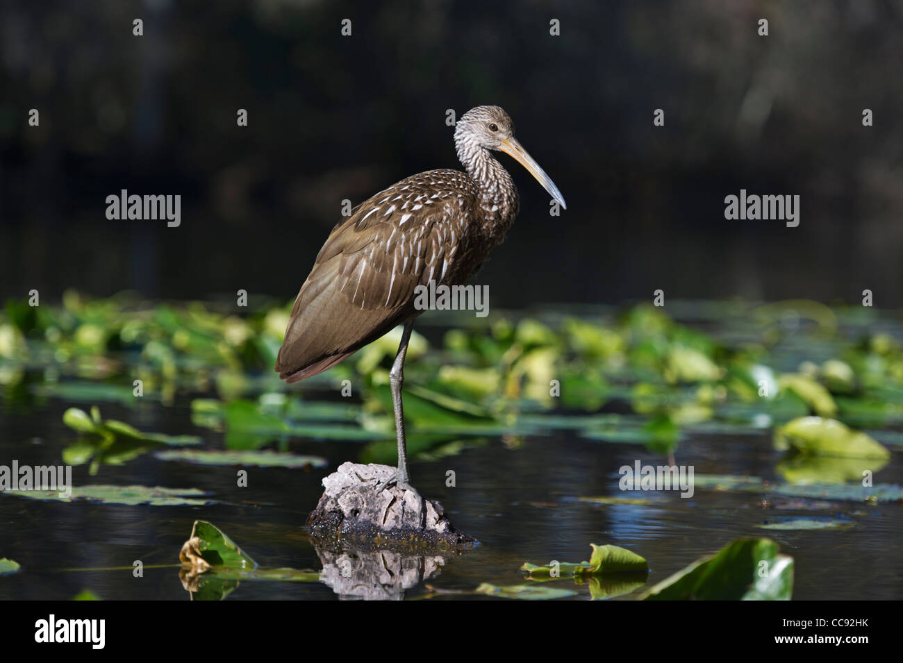 A Limpkin perched along the Haines Creek River in Lake County Central Florida USA Stock Photo