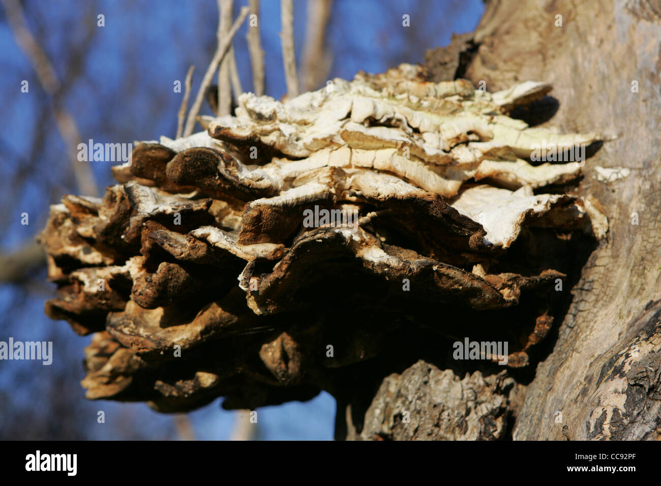 Smoky Bracket (Bjerkandera adusta), tree fungi, pershore uk Stock Photo