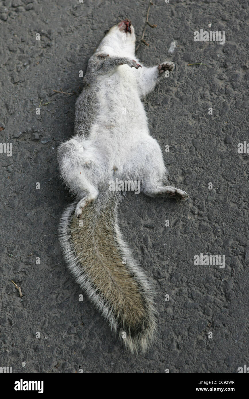 roadkill, dead squirrel, grey squirrel, pershore, uk Stock Photo - Alamy