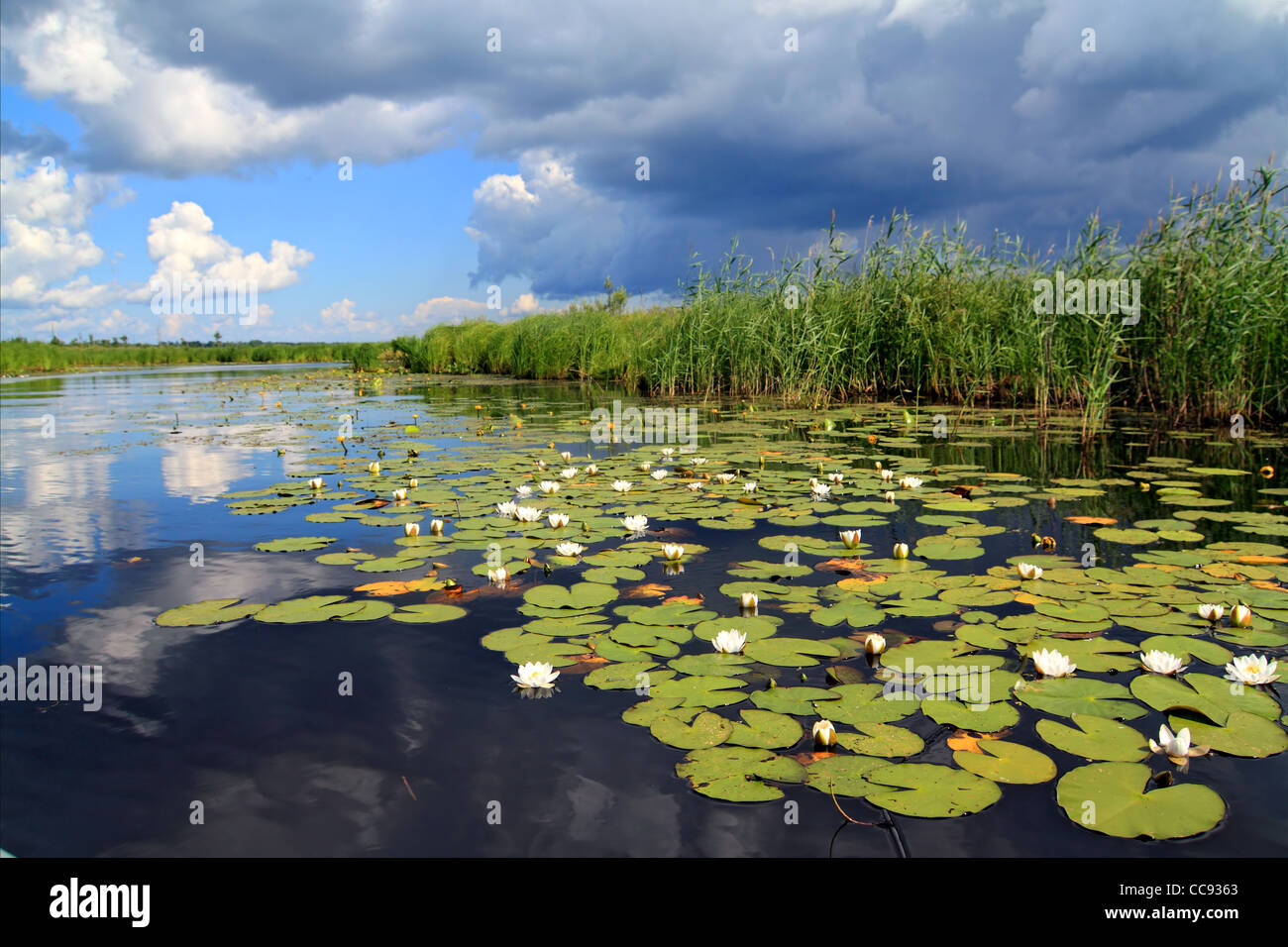 water lilies on small lake Stock Photo