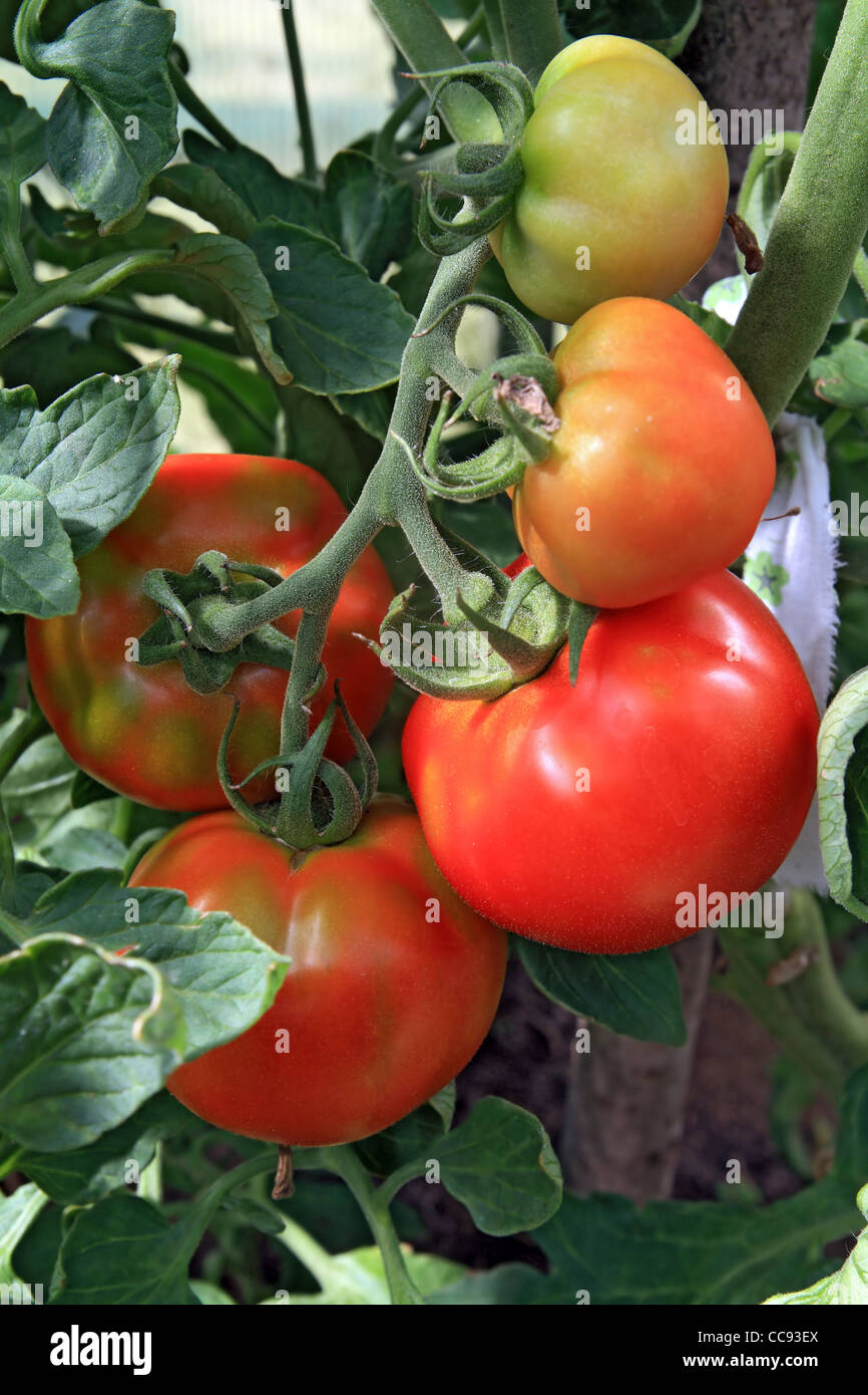 red and green tomatoes in hothouse Stock Photo - Alamy