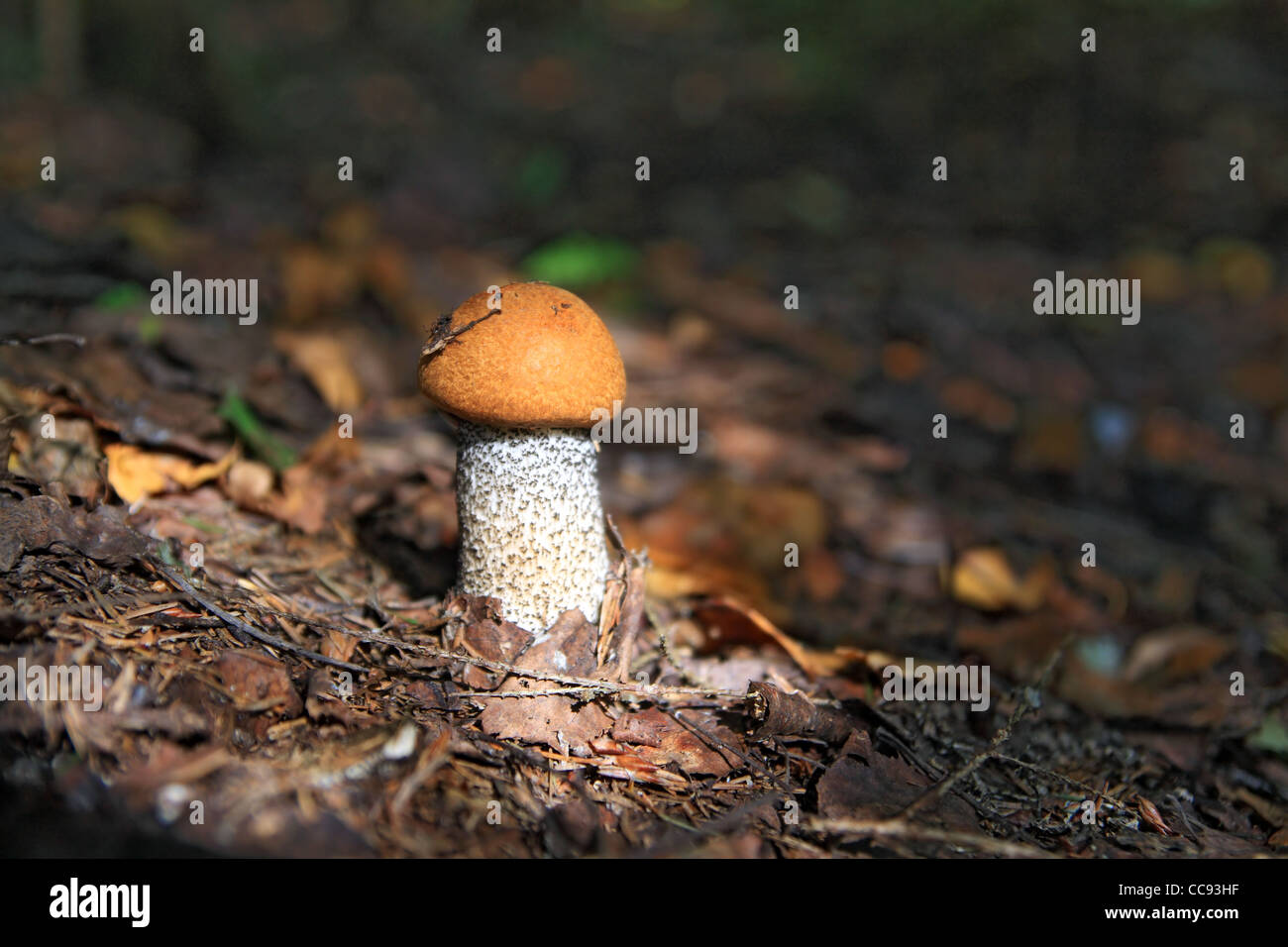 edible mushroom in dark wood Stock Photo