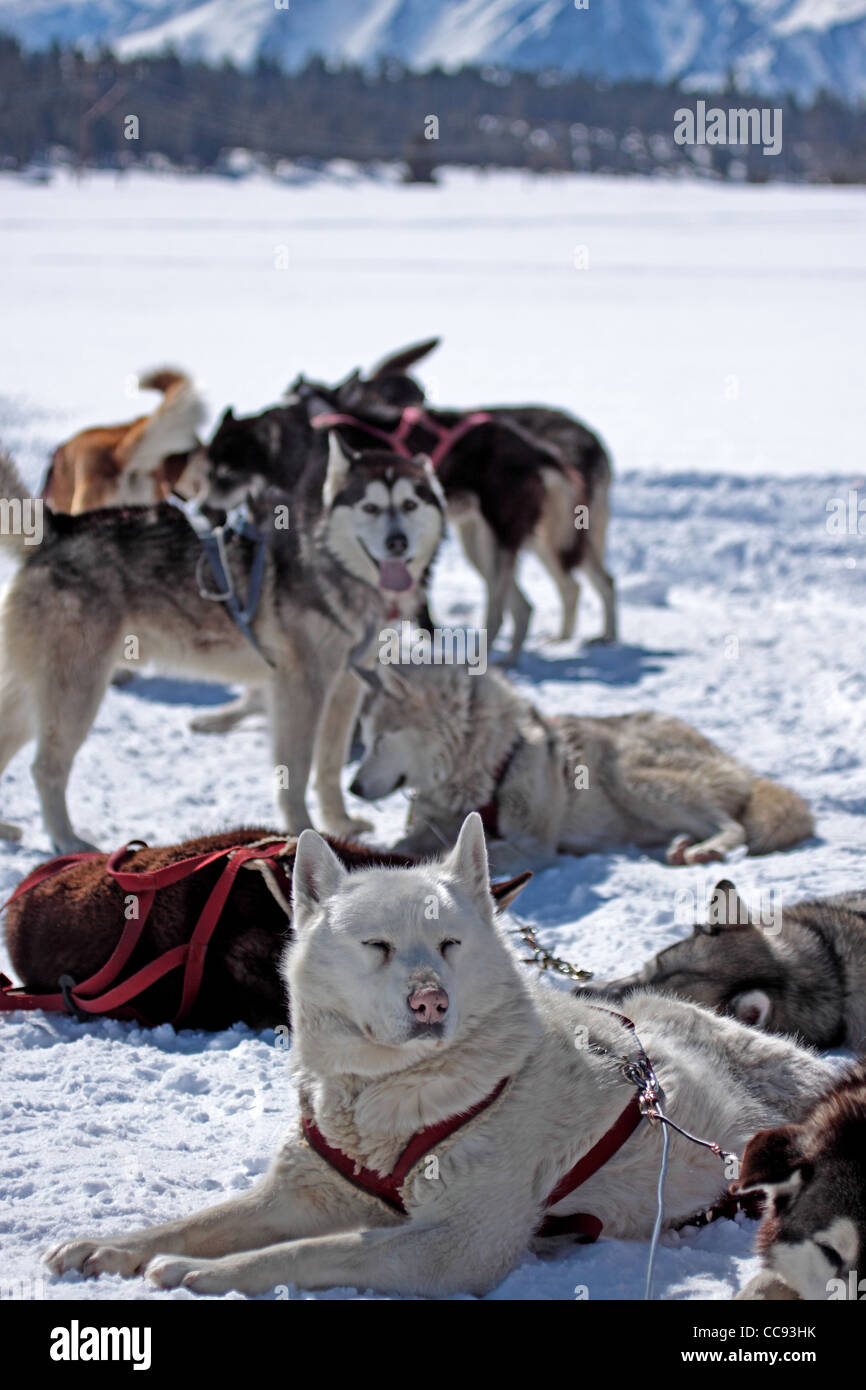 Snowy dog sled team hi-res stock photography and images - Alamy