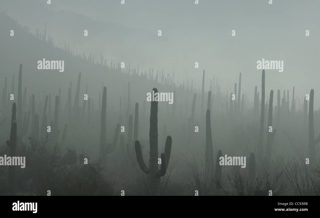 Fog weaves it's way through Saguaro National Park in the Sonoran Desert, Tucson, Arizona, USA. Stock Photo