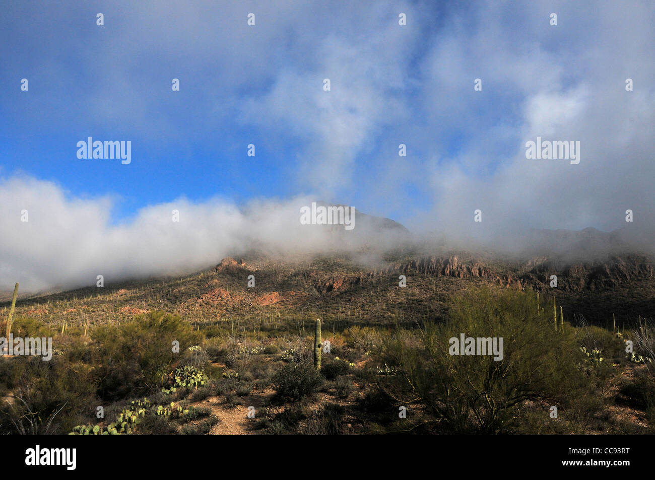 Fog weaves it's way through the Tucson Mountains in the Sonoran Desert, Tucson, Arizona, USA. Stock Photo