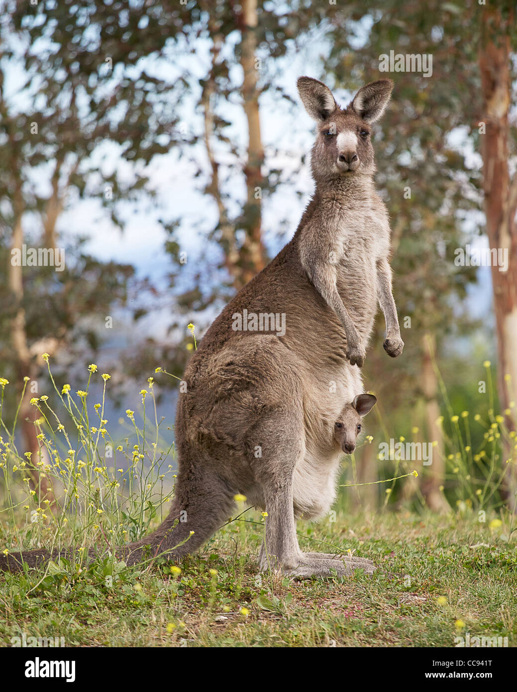 kangaroo Stock Photo