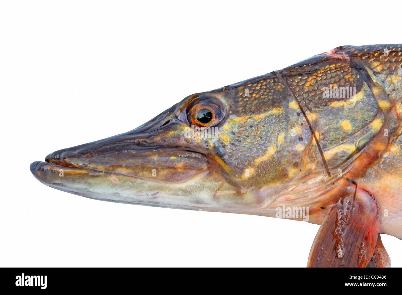 pike head on white background Stock Photo - Alamy