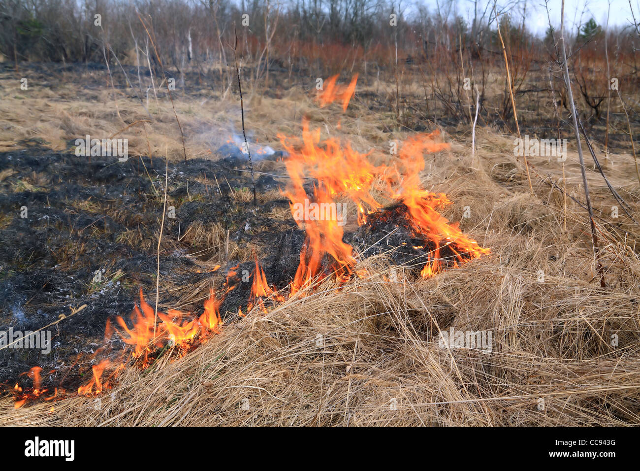 fire in herb Stock Photo Alamy