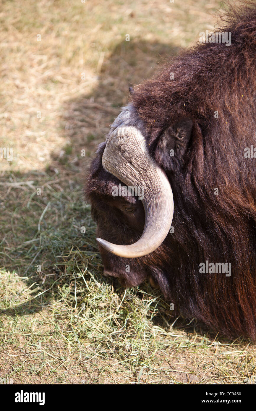 A muskox at the Calgary Zoo in Alberta, Canada. Stock Photo