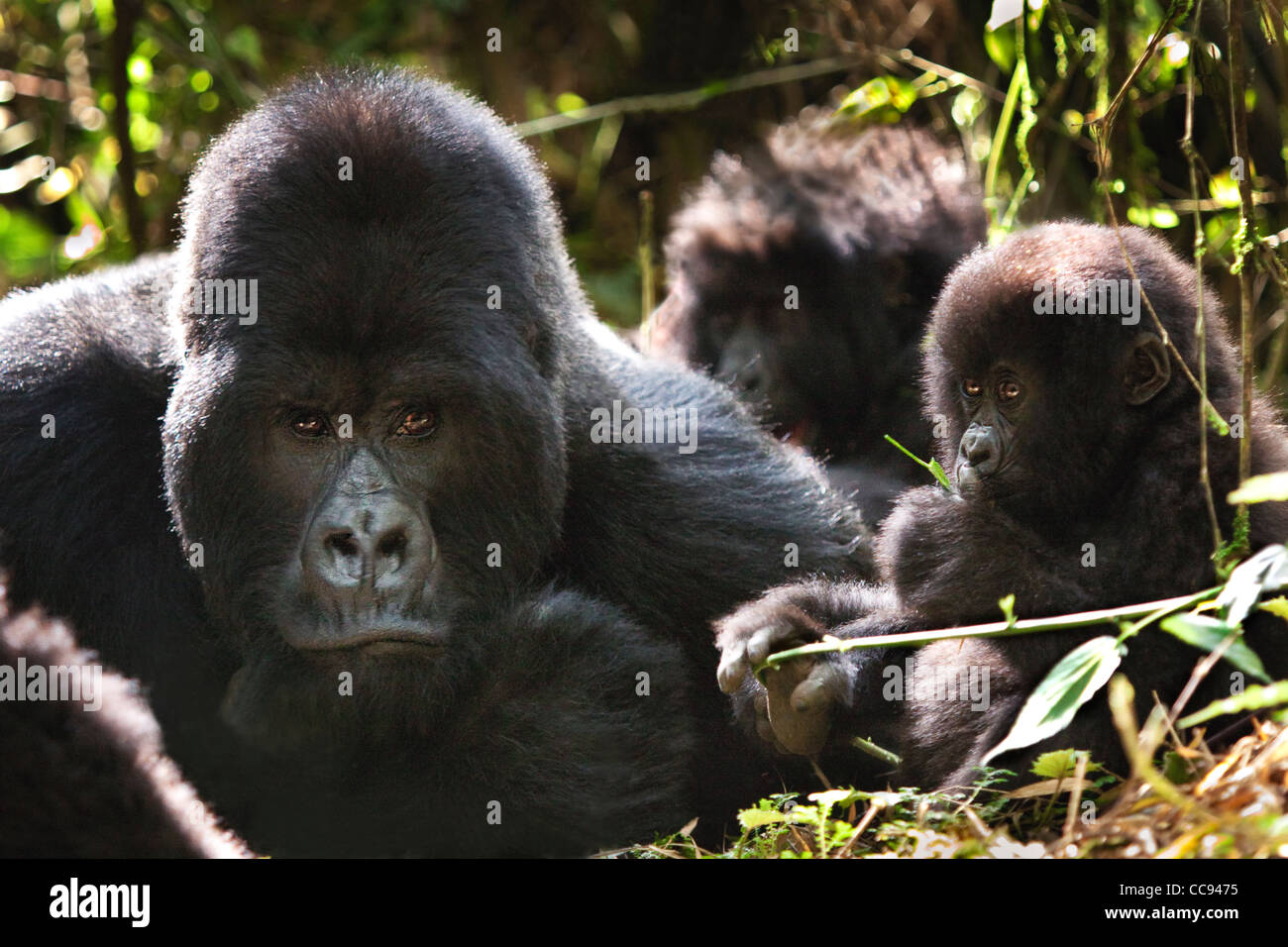 Family of mountain gorillas in Rwanda. Stock Photo