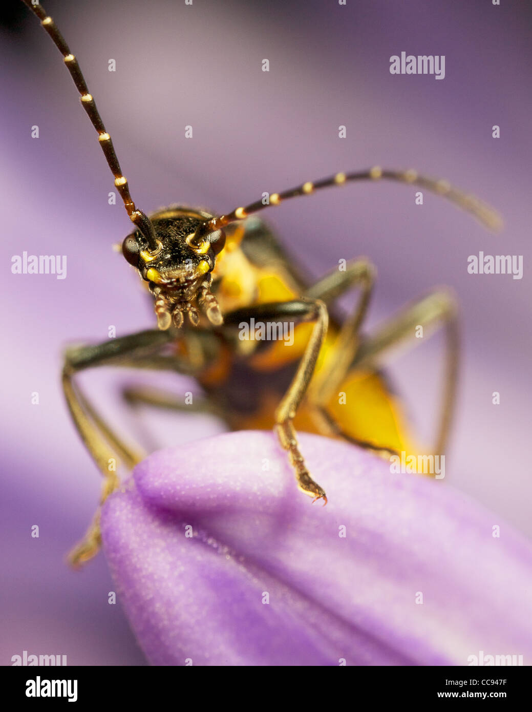 Chauliognathus lugubris hires stock photography and images Alamy