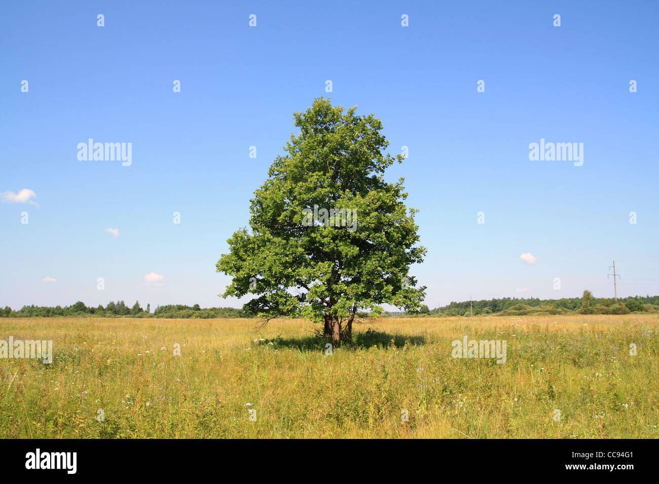 green oak on yellow field Stock Photo