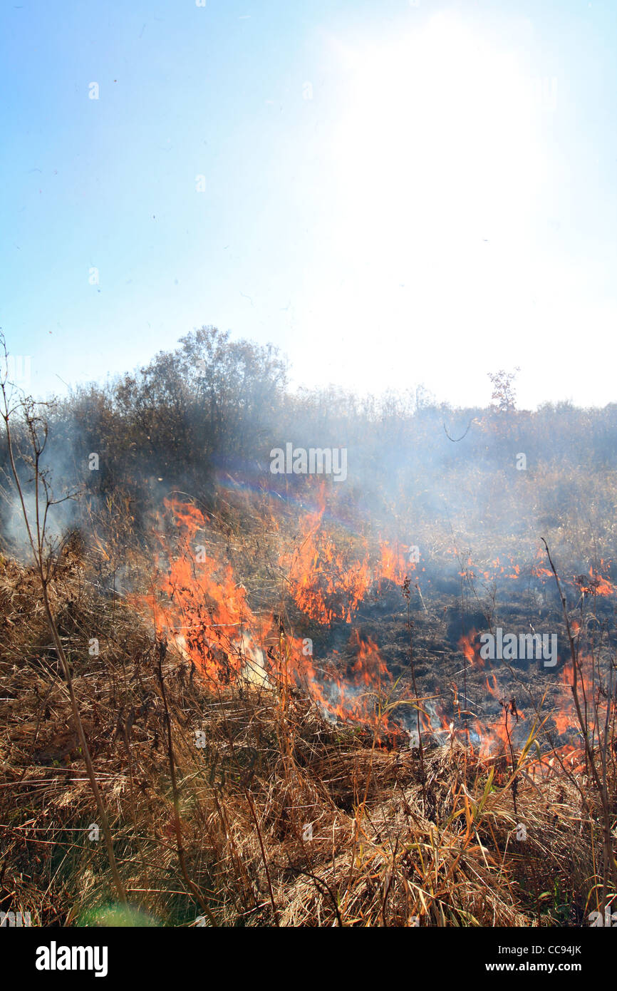 fire in dry herb Stock Photo Alamy